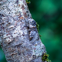 Sallow kitten moth (Furcula furcula) resting on branch, camouflaged against bark, Brackagh Moss NNR, County Armagh, Northern Ireland, UK, May