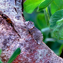 Sallow kitten moth (Furcula furcula) resting on branch, camouflaged against bark, County Tyrone, Northern Ireland, UK, May