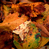 Sallow moth (Xanthia icteritia) camouflaged on leaf litter, Lackan Bog, County Down, Northern Ireland, UK, August