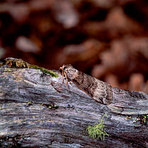Satin lutestring moth (Tetheella fluctuosa) resting on branch, Killarney National Park, County Kerry, Republic of Ireland, July
