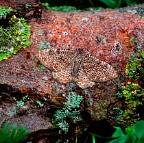 Scallop shell moth (Rheumaptera undulata) Brackagh Moss NNR, County Down, Northern Ireland, UK, July