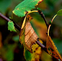 Scalloped hook-tip moth (Falcaria lacertinaria) camouflaged as leaf, Lackan Bog, County Down, Northern Ireland, UK, July