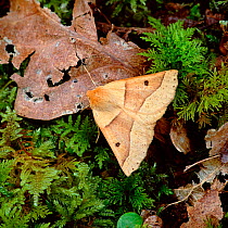 Scalloped oak moth (Crocallis elinguaria) resting on fallen leaves, Killarney National Park, County Kerry, Ireland, April