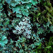 Scarce merveille du jour moth (Moma alpium) camouflaged on lichen, Europe