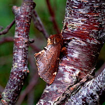 Scarce prominent moth (Odontosia carmelita) Crom Estate, County Fermanagh, Northern Ireland, UK, April