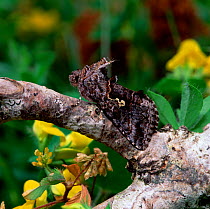 Scarce silver y moth (Syngrapha interrogationis)  Annagarriff Wood NNR, County Armagh, Northern Ireland, UK, June