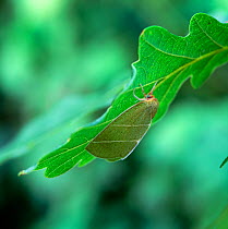 Scarce silver-lines moth (Bena bicolorana) on underside of Oak leaf, UK