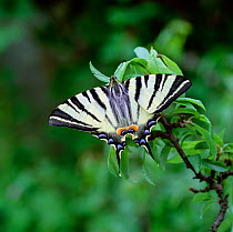 Scarce swallowtail butterfly (Iphiclides podalinus) resting on plant, Dordogne, France