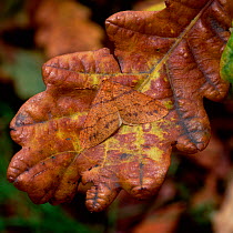 Scarce umber moth (Agriopis aurantiaria) camouflaged on discoloured oak leaf, Rehaghy Mountain, County Tyrone, Northern Ireland, UK, November