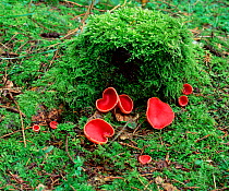 Scarlet elf cup fungus (Sarcoscypha coccinea)  growing amongst moss, Rea's Wood, County Antrim, Northern Ireland, UK