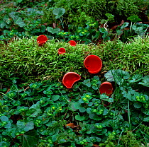 Scarlet elf cup fungus (Sarcoscypha coccinea) growing amongst moss, Clare Glen, County Armagh, Northern Ireland, UK, February