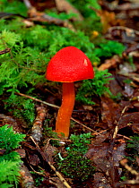 Scarlet waxcap fungus (Hygrocybe coccinea)  Killarney National Park, County Kerry, Republic of Ireland, April