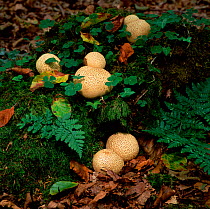 Common earthball fungus (Scleroderma citrinum) on forest floor, Tollymore Forest Park, County Down, Northern Ireland, UK, October