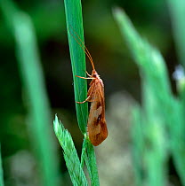 Caddis fly (Limnephilus rhombicus) adult on plant, Corbert Lough, County Down, Northern Ireland, UK, August