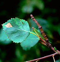 Caterpillar larva of September thorn moth (Ennomos erosaria) camouflaged as twig, UK