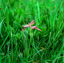 Tongue orchid (Serapias lingua) flowering amongst grass, St louis Bugarach, France, May