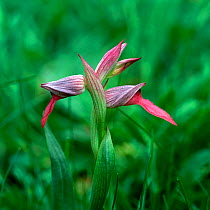 Tongue orchid (Serapias lingua) flowering amongst grass, St louis Bugarach, France, May