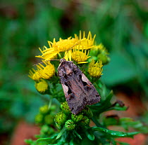 Setaceous hebrew character moth (Xestia c-nigrum) resting on Ragwort,  County Down, Northern Ireland, UK, September