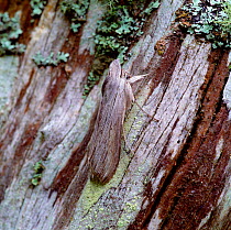 Shark moth (Cuculia umbratica) resting on wood, camouflaged, Killarney National Park, County Kerry, Republic of Ireland. April