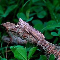 Shark moth (Cucullia umbratica) resting on branch, camouflaged, Killard Point NNR, Strangford, County Down, Northern Ireland, UK, June