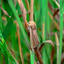 Shore wainscot moth (Mythimna litoralis) Magilligan NNR, County Londonderry, Northern Ireland, UK, July