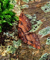 Shoulder stripe moth (Anticlea badiata) Lackan Bog, County Down, Northern Ireland, UK, April