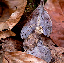Shuttle-shaped dart moth (Agrotis puta) camouflaged on fallen leaves, Belfast, County Antrim, Northern Ireland, UK, May