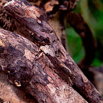 Silver cloud moth (Egira conspicillaris) resting on tree bark, camouflage, Folkstone, Kent, UK, April