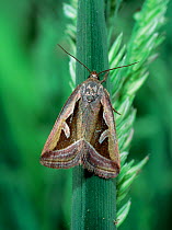 Silver hook moth (Deltote uncula) Lackan Bog,  County Down, Northern Ireland, UK, June
