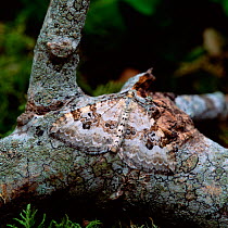Silver-ground carpet moth (Xanthorhoe montanata) resting on branch, Lackan Bog, County Down, Northern Ireland, UK, June