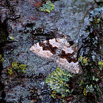 Silver-ground carpet moth (Xanthorhoe montanata) resting on bark, Northern Ireland, UK