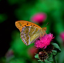 Silver-washed fritillary butterfly (Argynnis paphia) on flower, Killarney National Park, County Kerry, Republic of Ireland, July