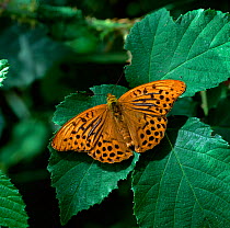 Silver-washed fritillary butterfly (Argynnis paphia) sunning on leaf with wings open, Rostrevor Oakwood NNR, County Down, Northern Ireland, UK, July
