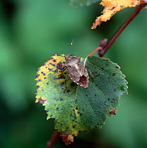 Sloe shieldbug (Dolycoris baccarum) Annagarriff Wood NNR, County Armagh, Northern Ireland, UK, August