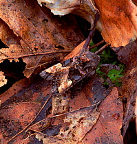 Small angle shades moth (Euplexia lucipara) on leaf litter, Moy, County Armagh, Northern Ireland, UK, April