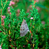 Small autumnal moth (Epirrita filigrammaria) on heather, County Tyrone, Northern Ireland, UK, August