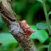 Small chocolate-tip moth (Closterna pigra) Altadavan Forest, County Tyrone, Northern Ireland, UK, June