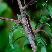 Caterpillar larva of Small eggar moth (Eriogaster lanestris) Umbra NNR, County Londonderry, Northern Ireland, UK