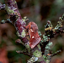 Small eggar moth (Eriogaster lanestris)  Monmurray, County Fermanagh, Northern Ireland, UK, February