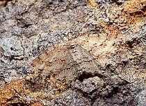 Small engrailled moth (Ectropis crepuscularia) resting on tree bark, Monawilkin ASSI, County Fermanagh, Northern Ireland, UK