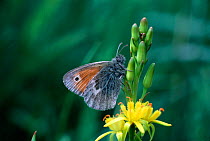 Small heath butterfly (Coenonympha pamphilus)  Brackagh Moss NNR, County Down, Northern Ireland, UK, July