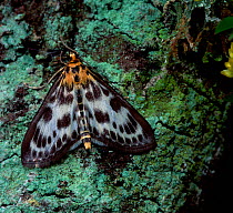 Small magpie moth (Eurrhypara hortulata)  Rostrevor Oakwood NNR, County Down, Northern Ireland, UK, July