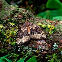 Small phoenix moth (Ecliptopera silaceata) Castlewellan Forest Park, County Down, Northern Ireland, UK, April