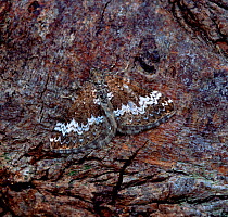 Small rivulet moth (Perizoma alchemillata) resting on tree bark, camouflaged, Rehaghy Mountain, County Tyrone, Northern Ireland, UK, July