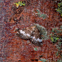 Small rivulet moth (Perizoma alchemillata) resting on tree bark, Rehaghy Mountain, County Tyrone, Northern Ireland, UK, July