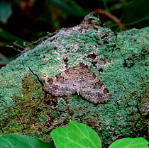 Small seraphim moth (Pterapherapteryx sexalata) resting on branch, Monmurry Bog, County Fermanagh, Northern Ireland, UK, May