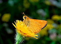 Small skipper butterfly (Thymelicus sylvestris) on Asteraceae flower, UK