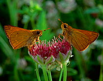 Two Small skipper butterflies (Thymelicus sylvestris) on flowers, UK