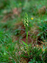 Small white orchid (Pseudorchis albida) Callow Hill, County Fermanagh, Northern Ireland, UK, June