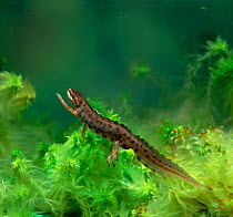 Smooth newt (Triturus vulgaris) swimming underwater, Selshion Moss, County Armagh, Northern Ireland, UK, March
